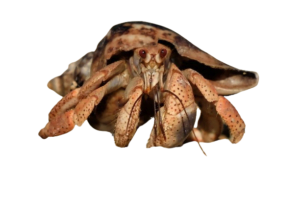 How Big Can a Hermit Crab Get? Surprising Size Insights & Chart