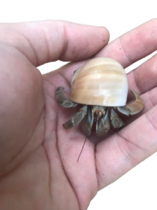 Ecuadorian hermit crab can get 1 inch big