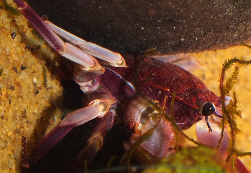 Freshwater crabs for aquarium