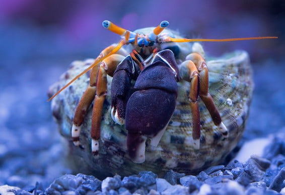 zebra hermit crab - pet crab