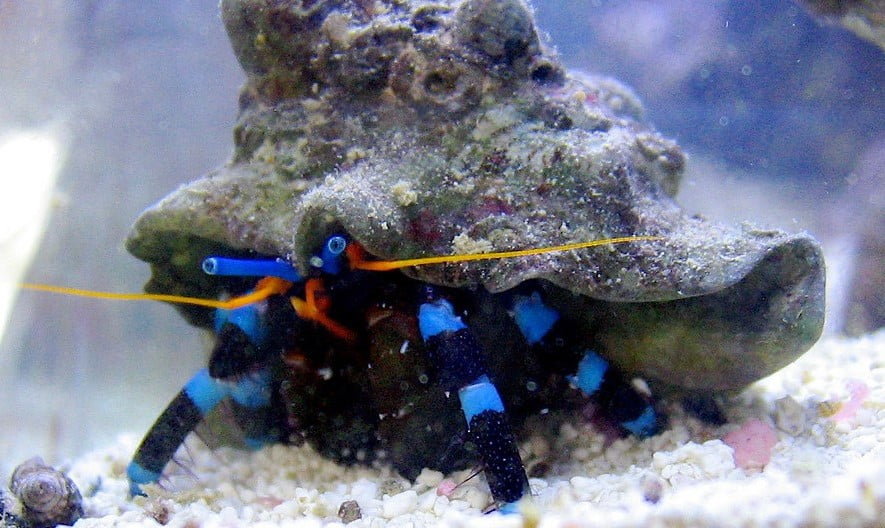 pet hermit crab species/ electric blue hermit crab