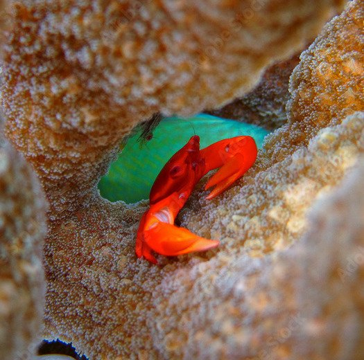 Blue coral crab care