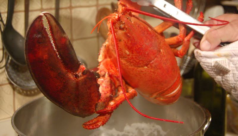 do lobsters feel pain?