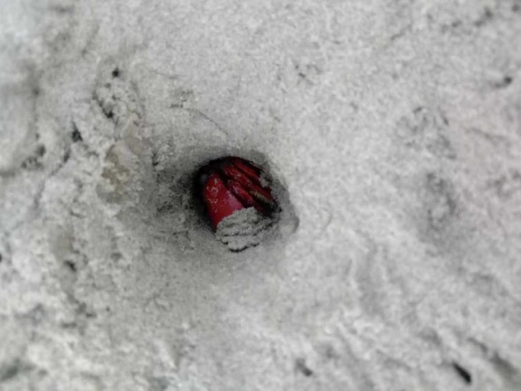 Ocypode macrocera going back to its hole