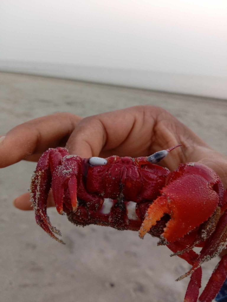 holding a horned ghost crab