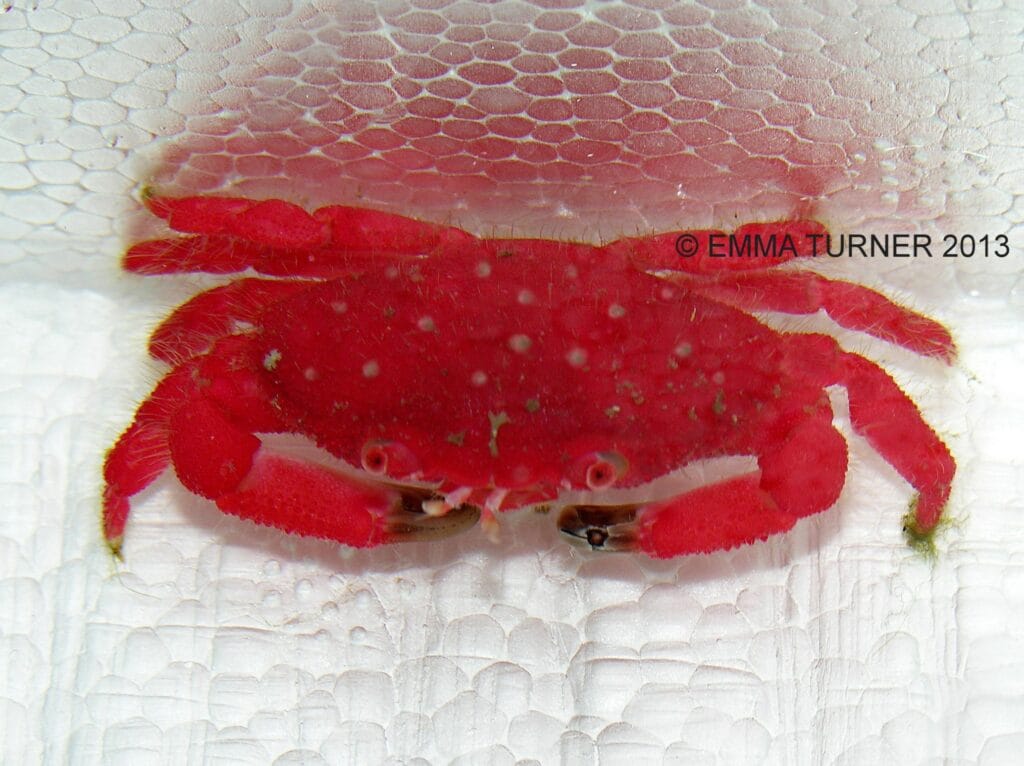 rangoon pet - strawberry crab