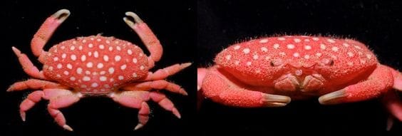 strawberry crab for sale - price