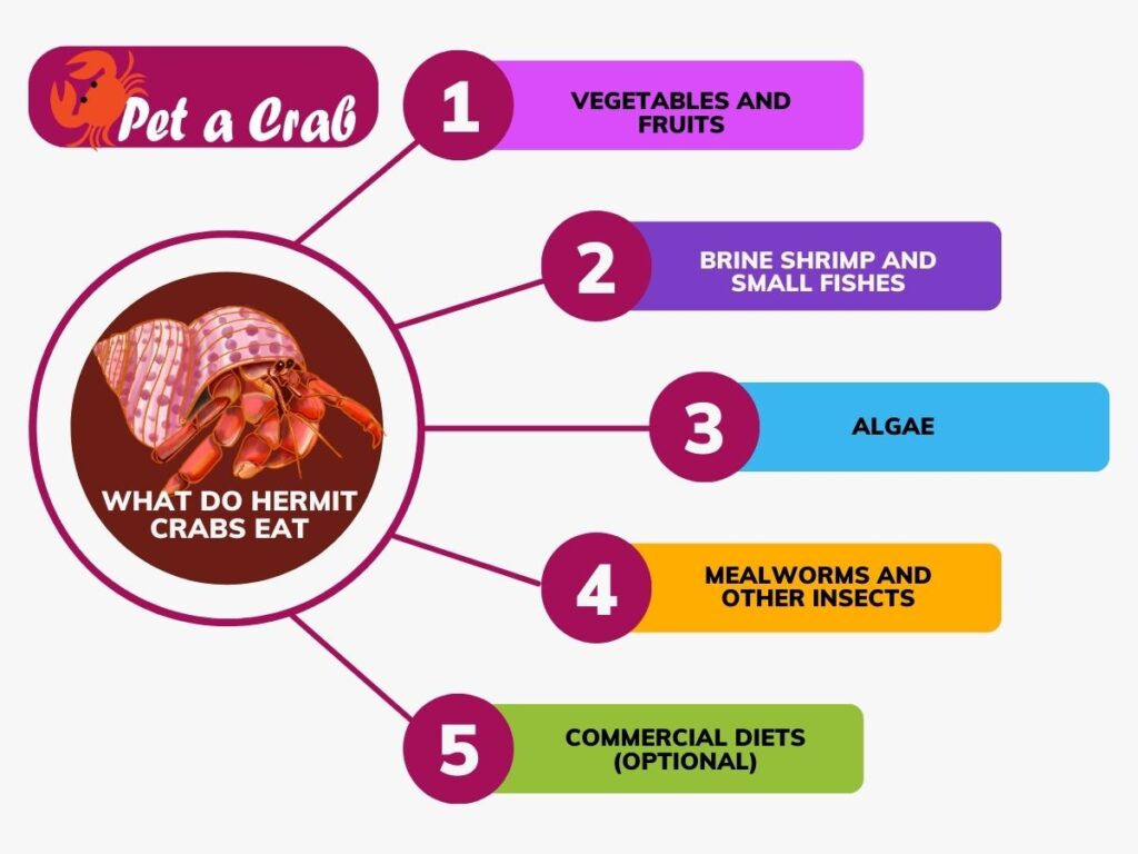 What do hermit crabs eat? Detailed diet guide