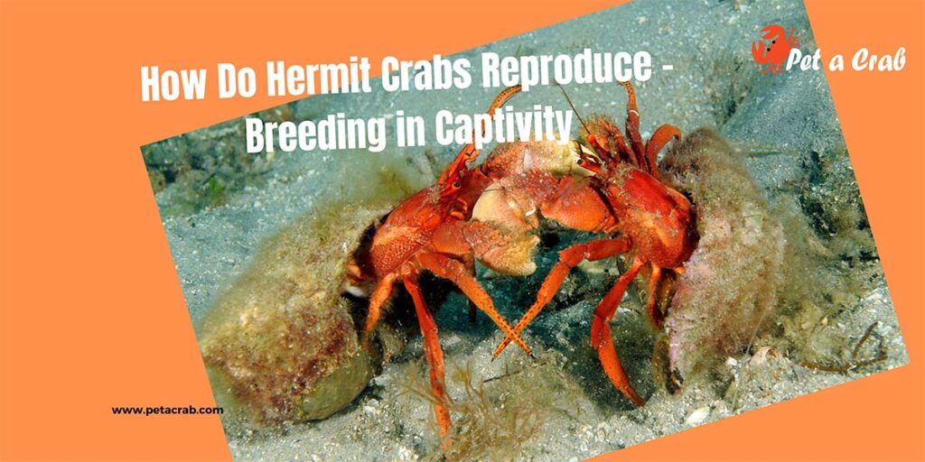 How Do Hermit Crabs Reproduce - Breeding in Captivity