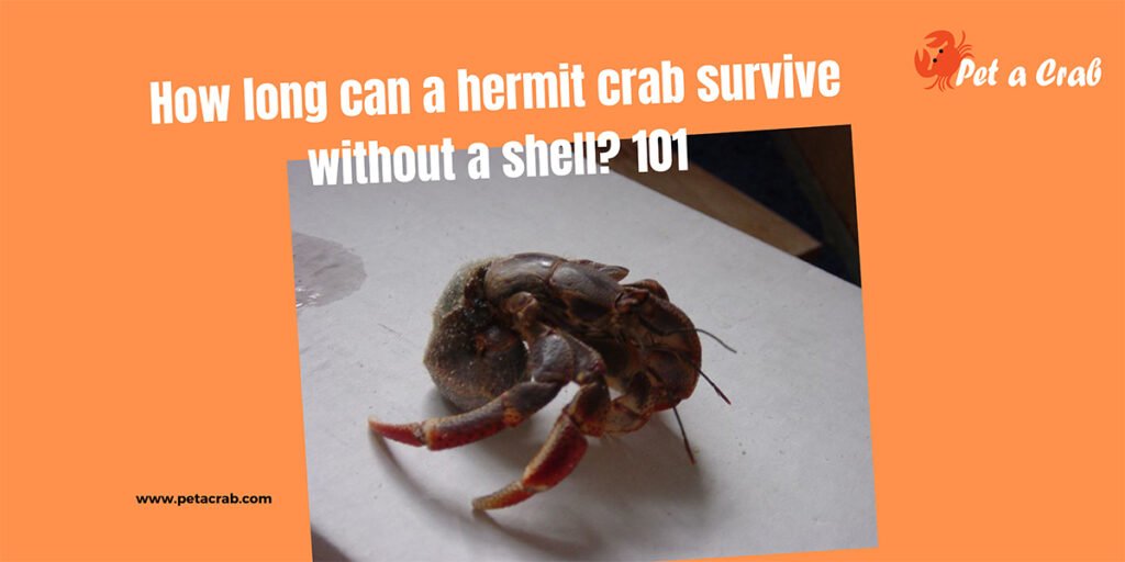 How long can a hermit crab survive without a shell 101