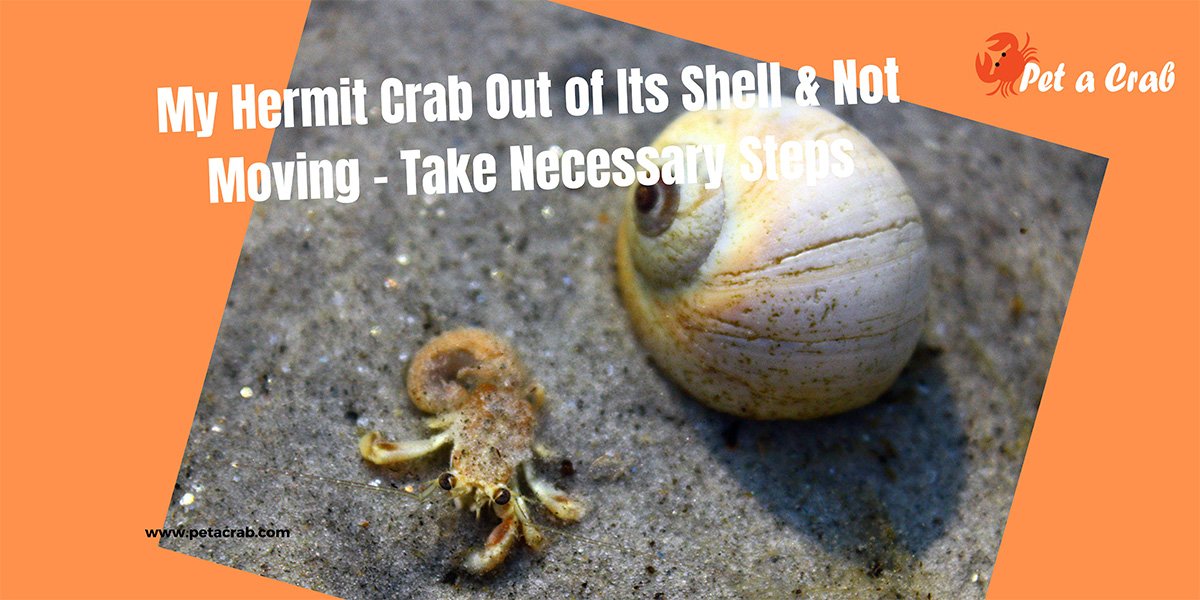 My Hermit Crab Out of Its Shell & Not Moving - Take Necessary Steps