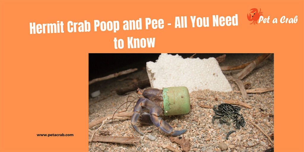 Hermit Crab Poop and Pee - All You Need to Know