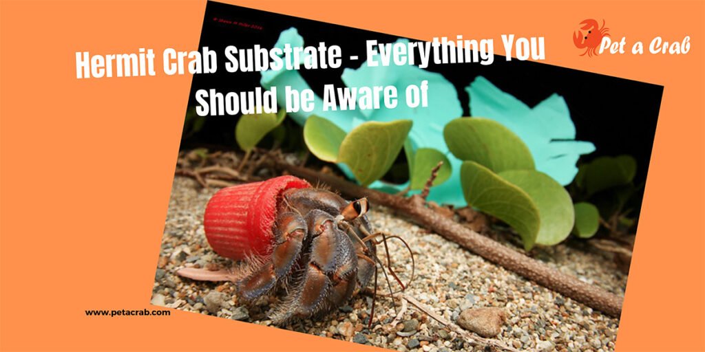 Hermit Crab Substrate - Everything You Should be Aware of