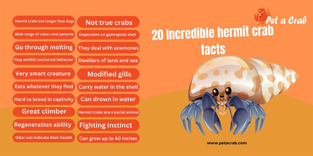 Discover 20 incredible hermit crab facts