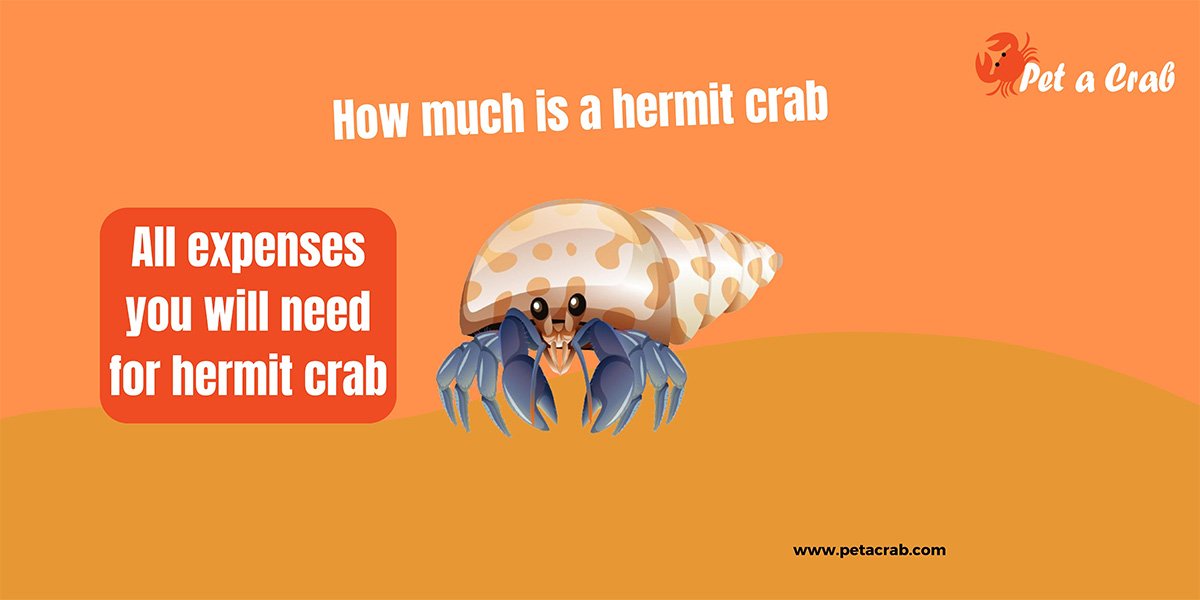 How Much is a Hermit Crab - All Expenses in 2024