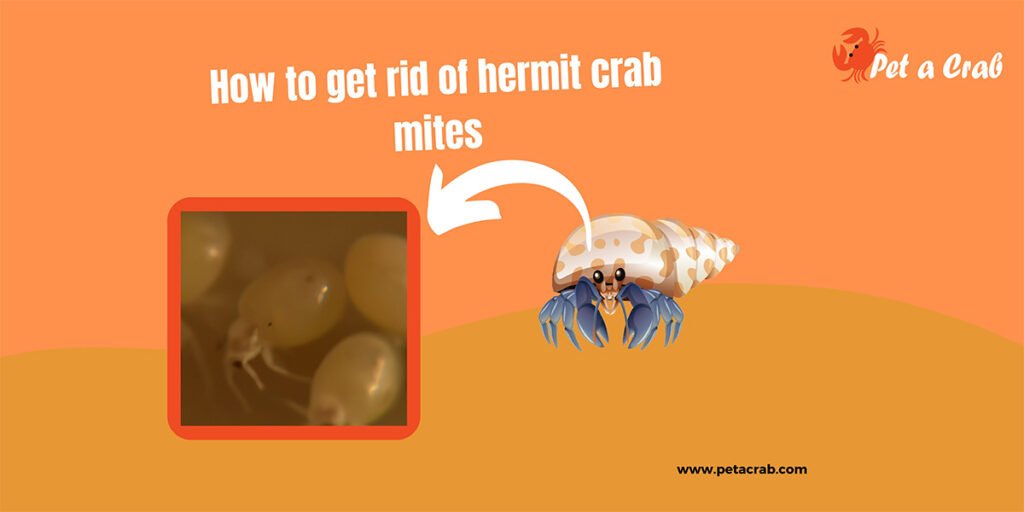 How to get rid of hermit crab mites