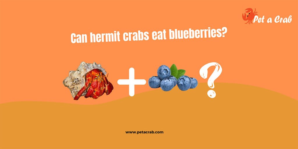 Can hermit crabs eat blueberries?
