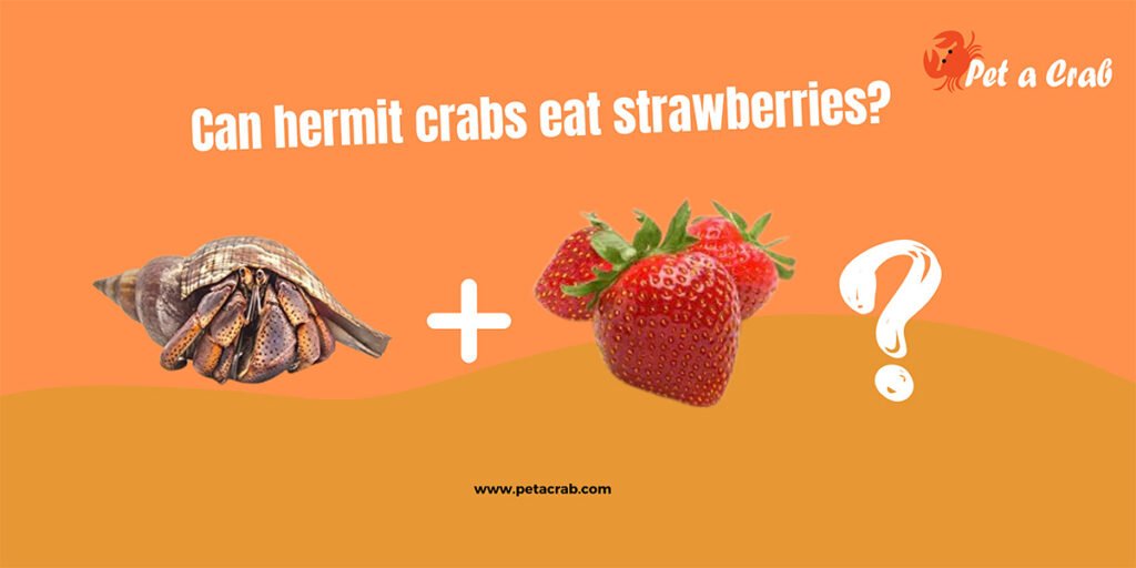 Can hermit crabs eat strawberries