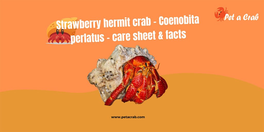 Strawberry hermit crab - Coenobita perlatus - care sheet & facts