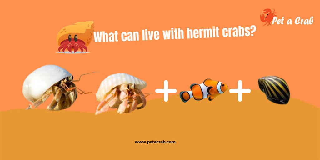 What can live with hermit crabs