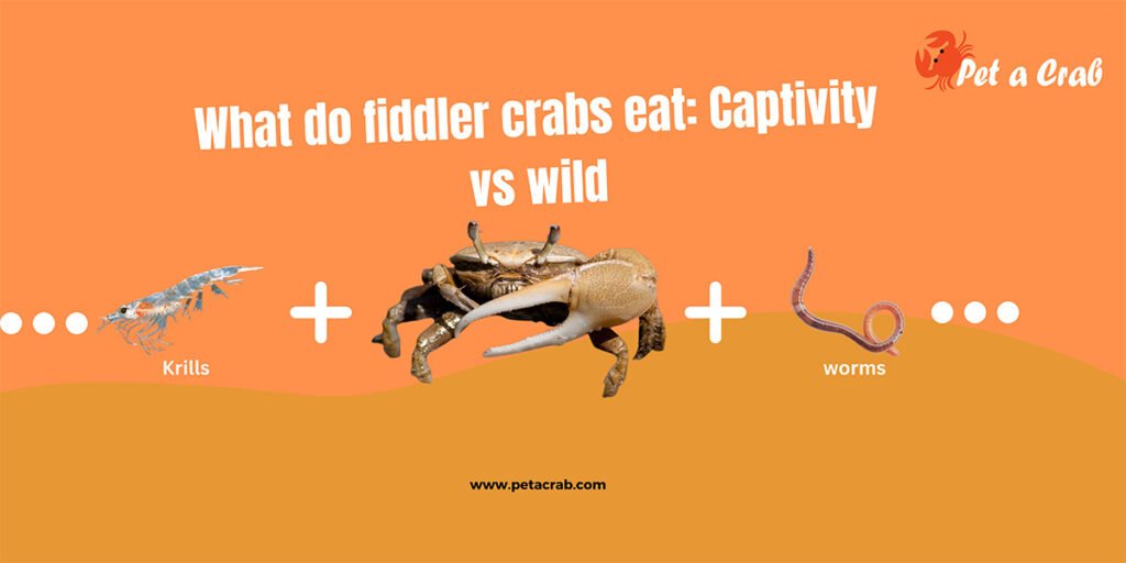 What do fiddler crabs eat