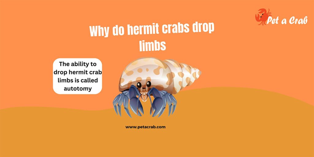 Why do hermit crab drop limbs