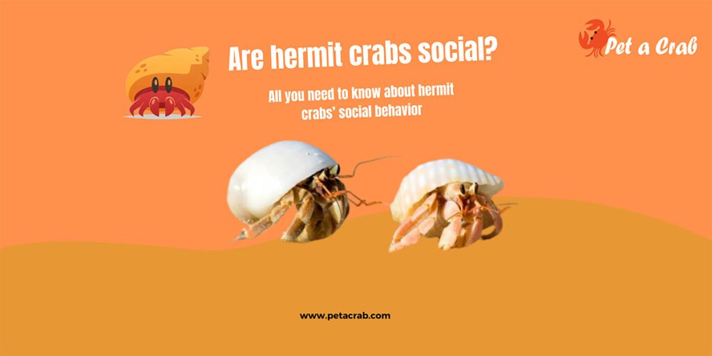 are hermit crabs social