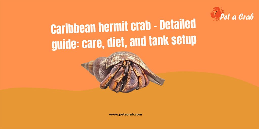 Caribbean hermit crab - detailed guide: care, diet, and tank setup