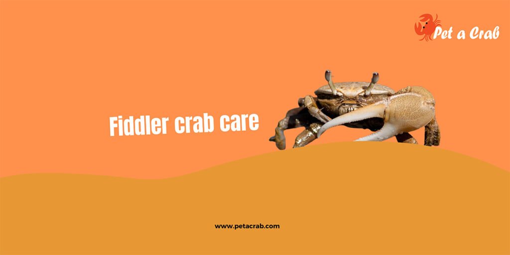 fiddler crab care