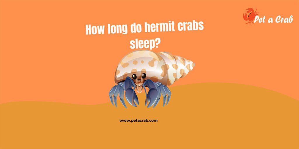 how long do hermit crabs sleep