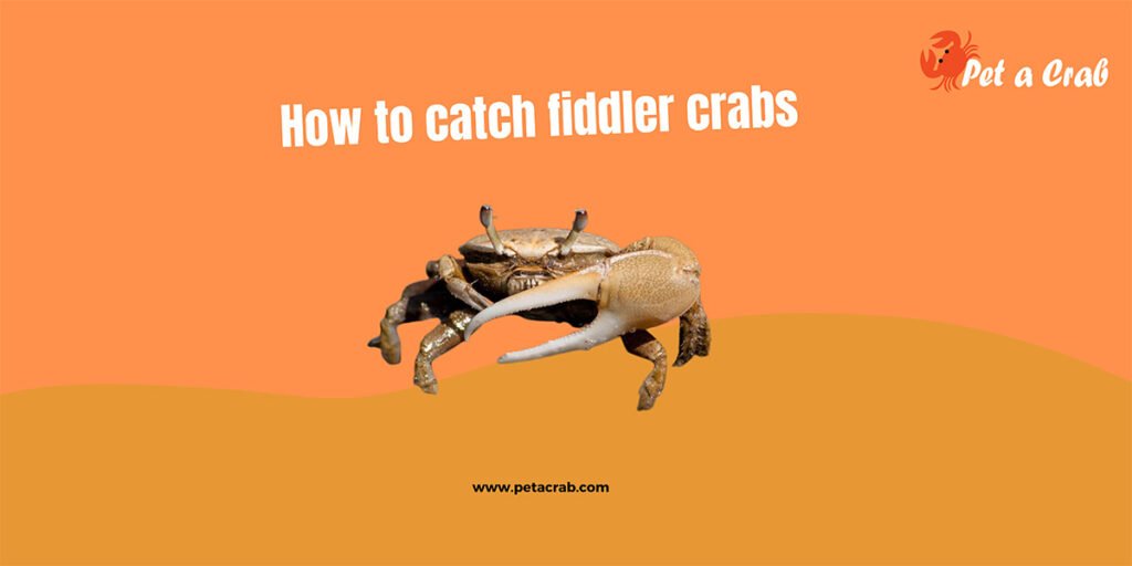 How to Catch Fiddler Crabs - A Perfect Guide - petacrab.com