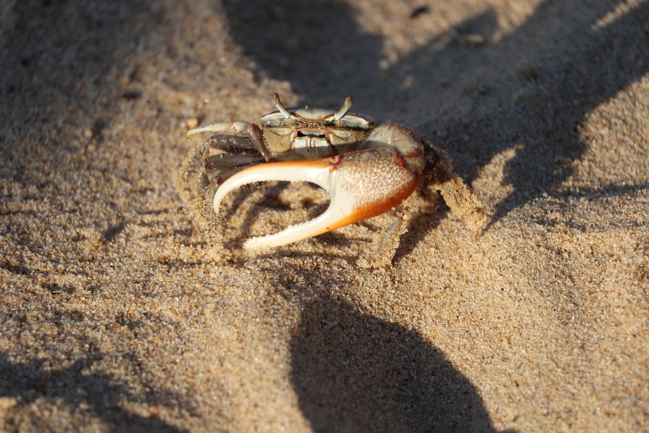 large, claw, fiddler crab-7422174.jpg