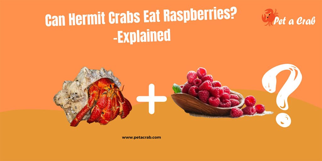 Can Hermit Crabs Eat Raspberries? -Explained