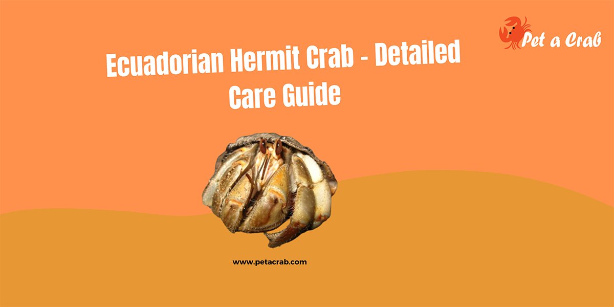 Ecuadorian Hermit Crab - Detailed Care Guide with Facts - petacrab.com