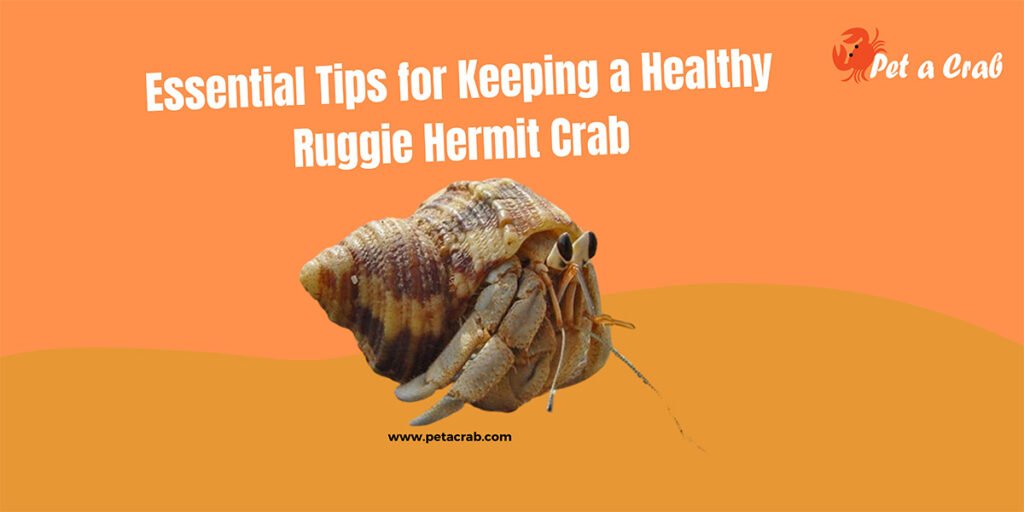 Essential Tips for Keeping a Healthy Ruggie Hermit Crab