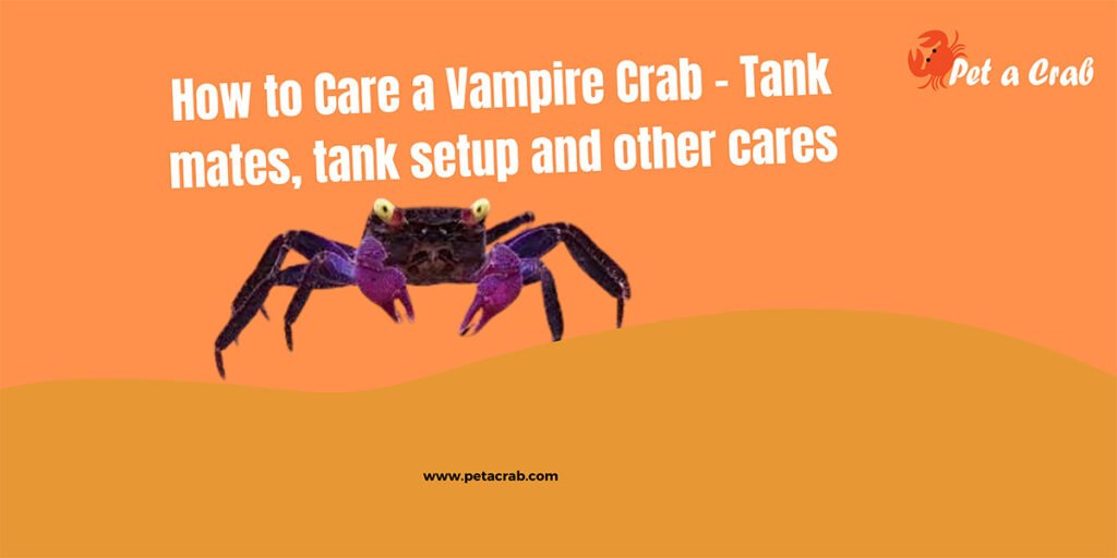 How to Care a Vampire Crab