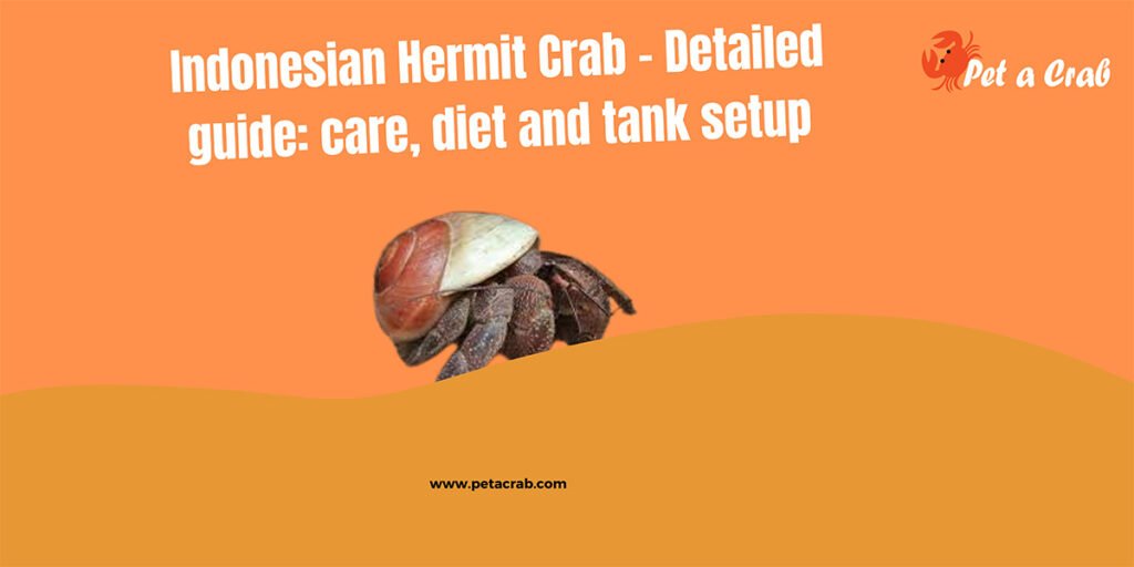 Indonesian Hermit Crab 