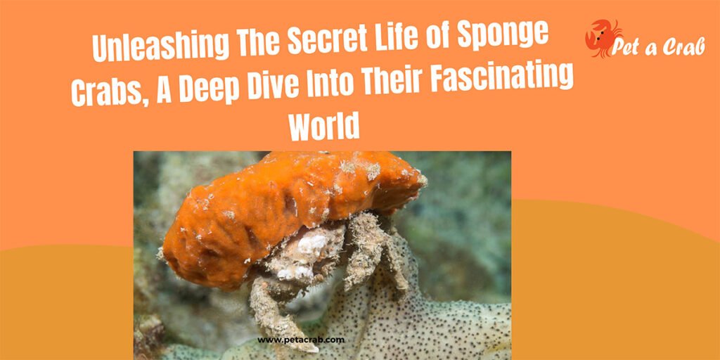 Unleashing The Secret Life of Sponge Crabs, A Deep Dive Into Their Fascinating World