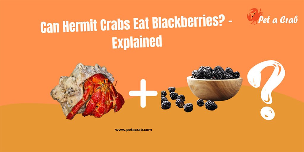 can hermit crabs eat blackberries