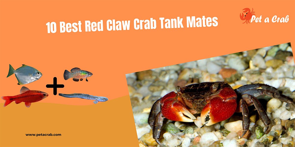 10 Best Red Claw Crab Tank Mates - Archerfish, Cherry & More - petacrab.com