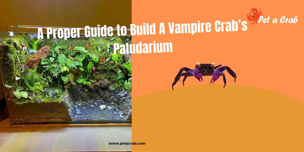 A Proper Guide to Build A Vampire Crabs Paludarium - petacrab.com