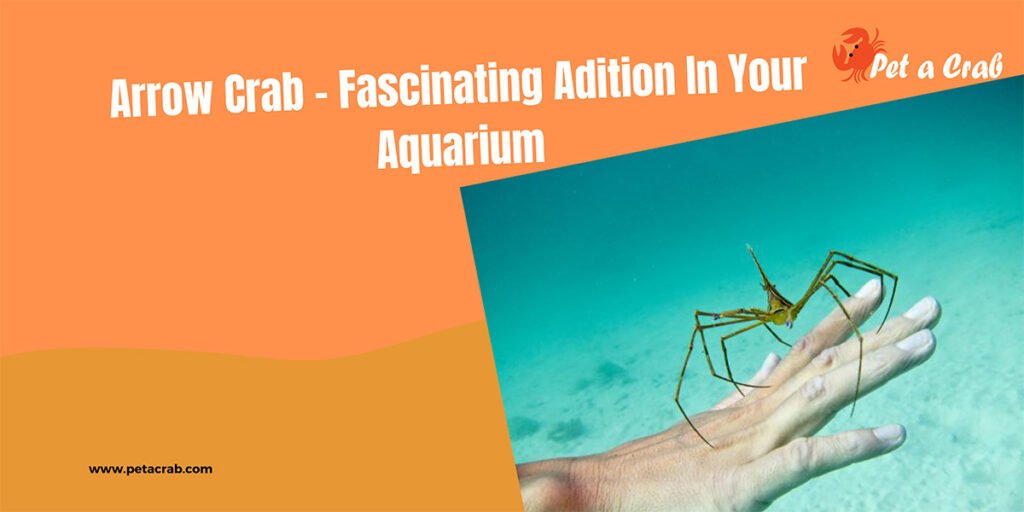 Arrow Crab - Fascinating Adition In Your Aquarium