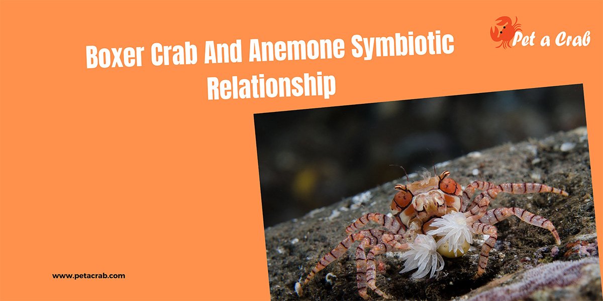 Boxer Crab And Anemone Symbiotic Relationship
