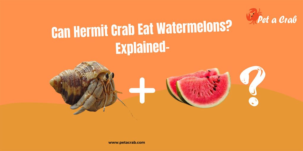 Can hermit crabs eat watermelon
