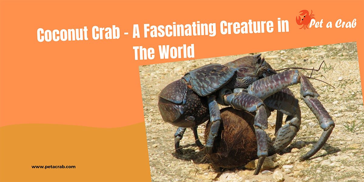 Coconut Crab - A Fascinating Creature in The World