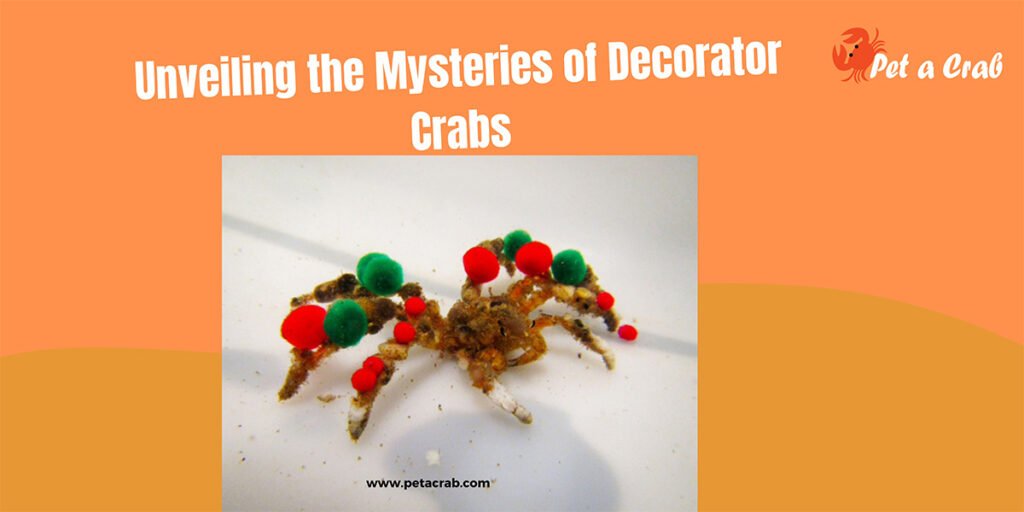 Decorator Crabs