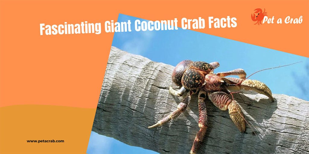 Fascinating Giant Coconut Crab Facts