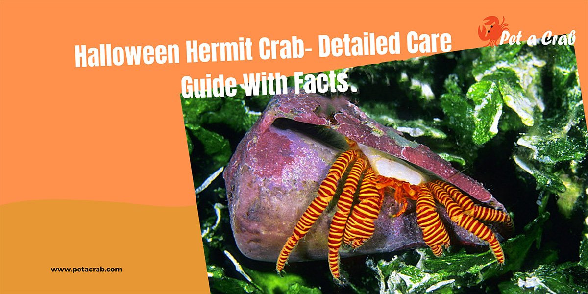 Halloween Hermit Crab - Detailed Care Guide With Facts - petacrab.com