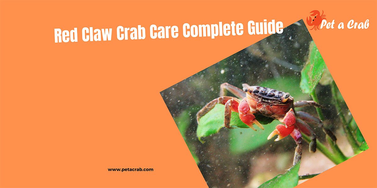 Red Claw Crab Care Complete Guide & Things You Should Know - petacrab.com