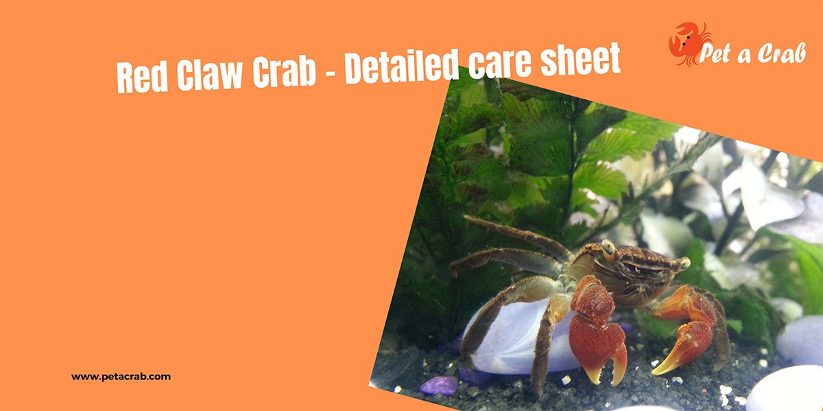 Red Claw Crab - Everything You Need to Know - petacrab.com